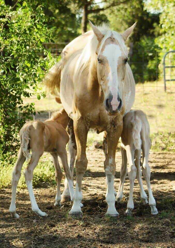 Twin Foals Bonnie and Clyde On The Road To Recovery